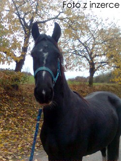 14878_img_1 kopie