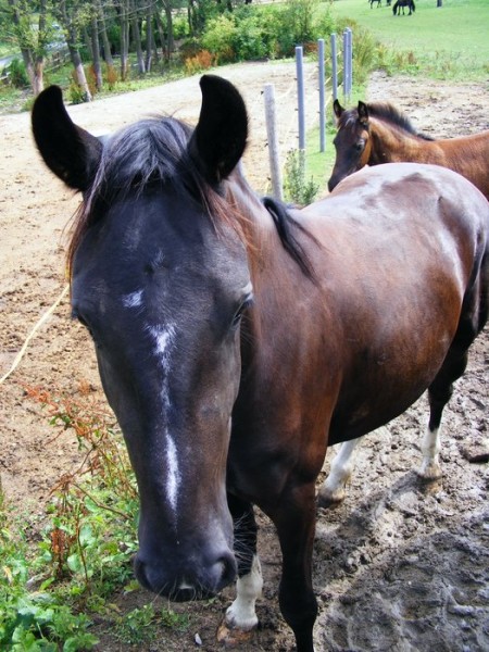 2009_0807Verice0101