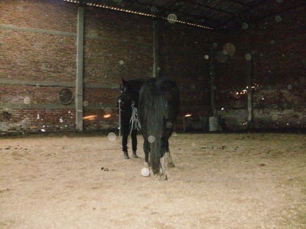 P2150093