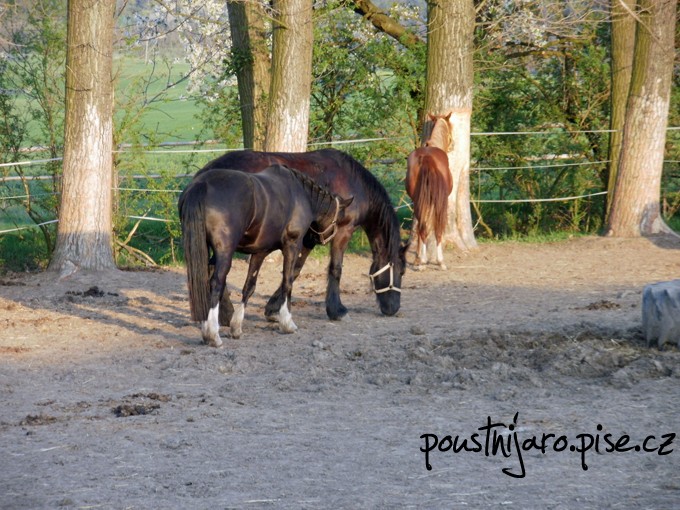 P4150205 kopie