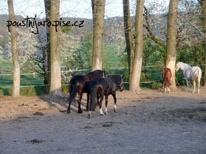 P4150204 kopie