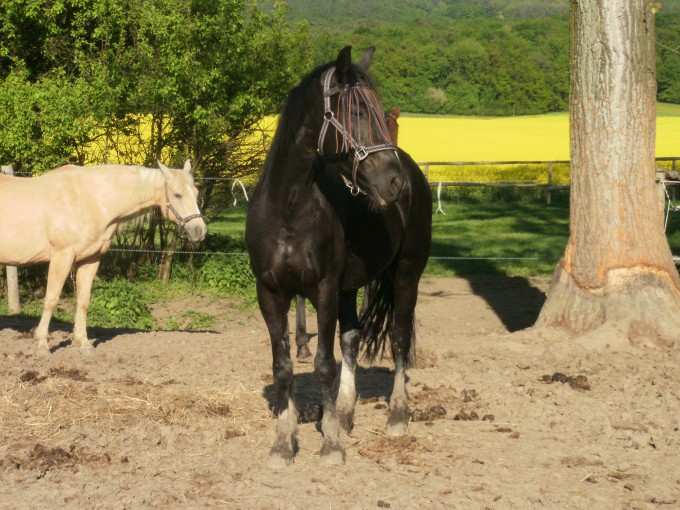 P5040007