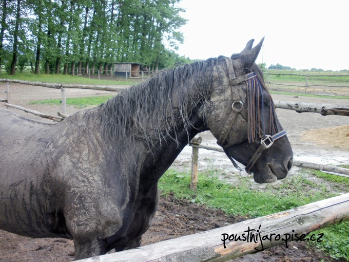 P5310463 kopie
