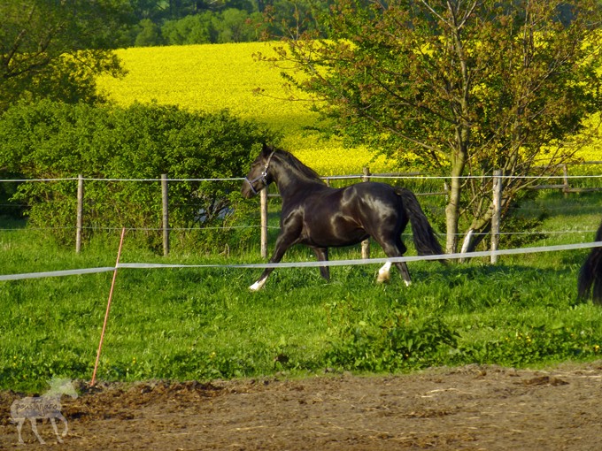 P1060279 kopie